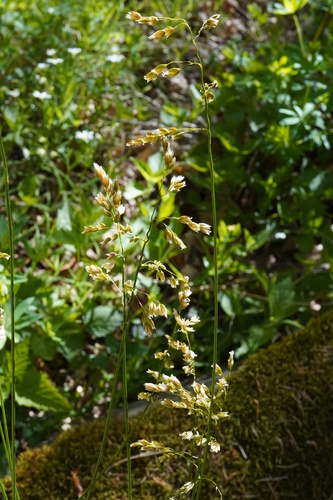 Anthoxanthum australe, photograph 6