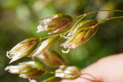 Anthoxanthum australe, photograph 5