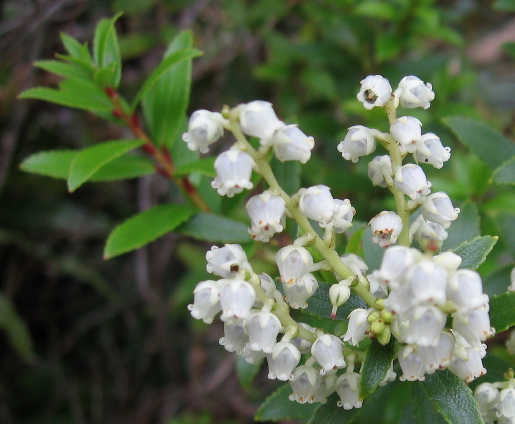 Gaultheria rupestris