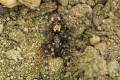 Arctosa perita