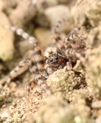 Arctosa perita