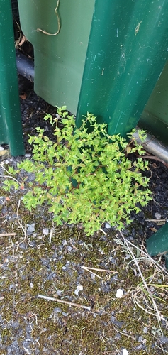 Euphorbia peplus