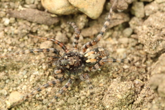 Arctosa perita