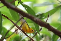 Protonotaria citrea