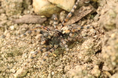 Arctosa perita