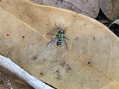 Condylostylus pruinosus