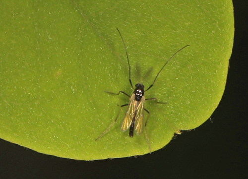 Paratendipes nitidulus