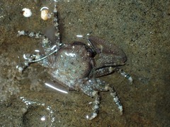 Porcellanidae