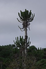 Euphorbia triangularis