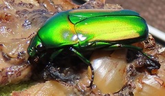 Chlorocala africana subsuturalis