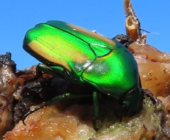 Chlorocala africana subsuturalis