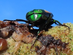 Chlorocala africana subsuturalis