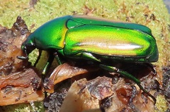 Chlorocala africana subsuturalis