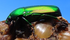 Chlorocala africana subsuturalis