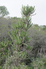 Euphorbia triangularis