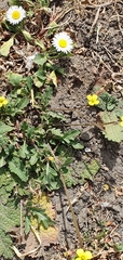 Wall Rocket (Diplotaxis muralis)