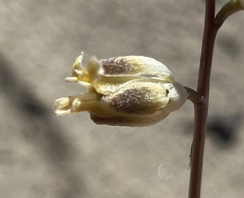 Streptanthus longirostris, 2026-04-30