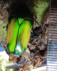 Chlorocala africana subsuturalis