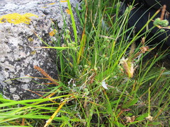 Carex extensa