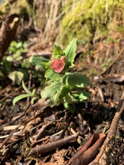 Pulmonaria rubra