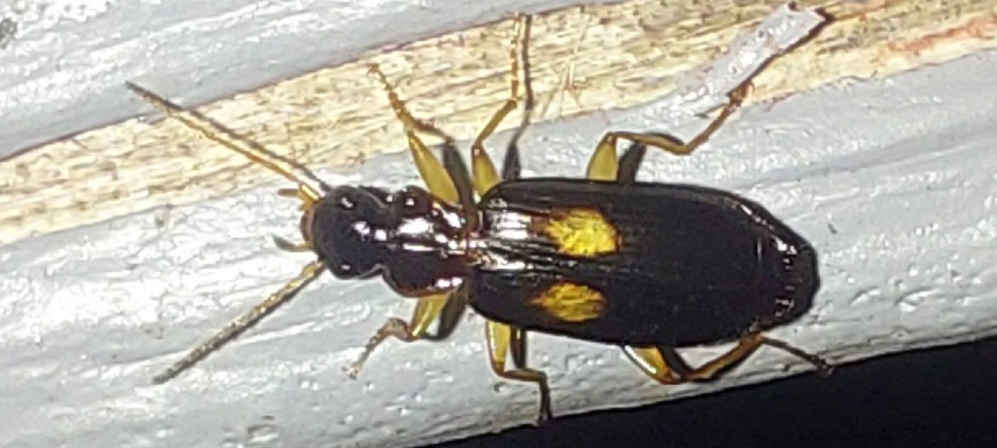 Dromius fenestratus