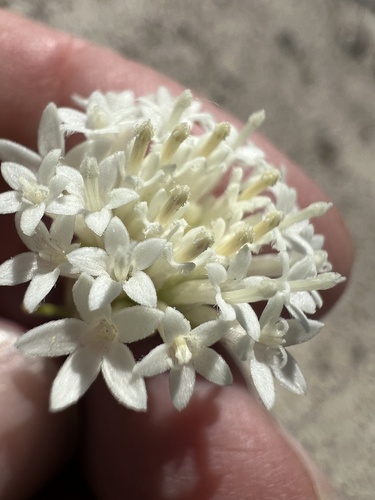 Chaenactis xantiana observed 2026-04-30