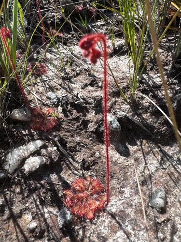 Drosera hirtella
