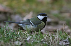 Parus major