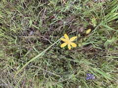 Triteleia ixioides scabra