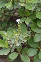 Chascanum cuneifolium