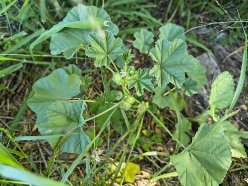 Malva parviflora observed 2026-04-28