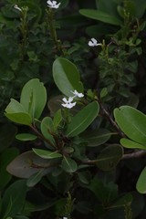 Chascanum cuneifolium