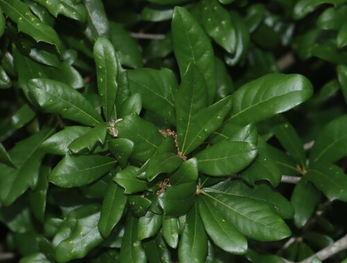 Live oak (Quercus virginiana)