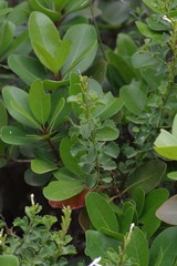 Chascanum cuneifolium