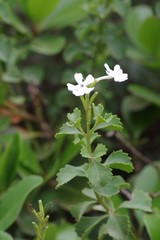 Chascanum cuneifolium