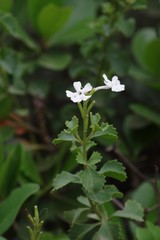 Chascanum cuneifolium