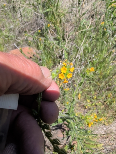Amsinckia lycopsoides observed 2026-04-29