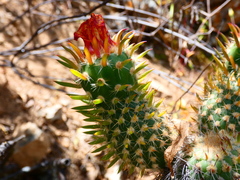 (c) Jean Capcha Ramos, some rights reserved (CC BY) Austrocylindropuntia pachypus, photograph (c) Jean Capcha Ramos, some rights reserved (CC BY)
