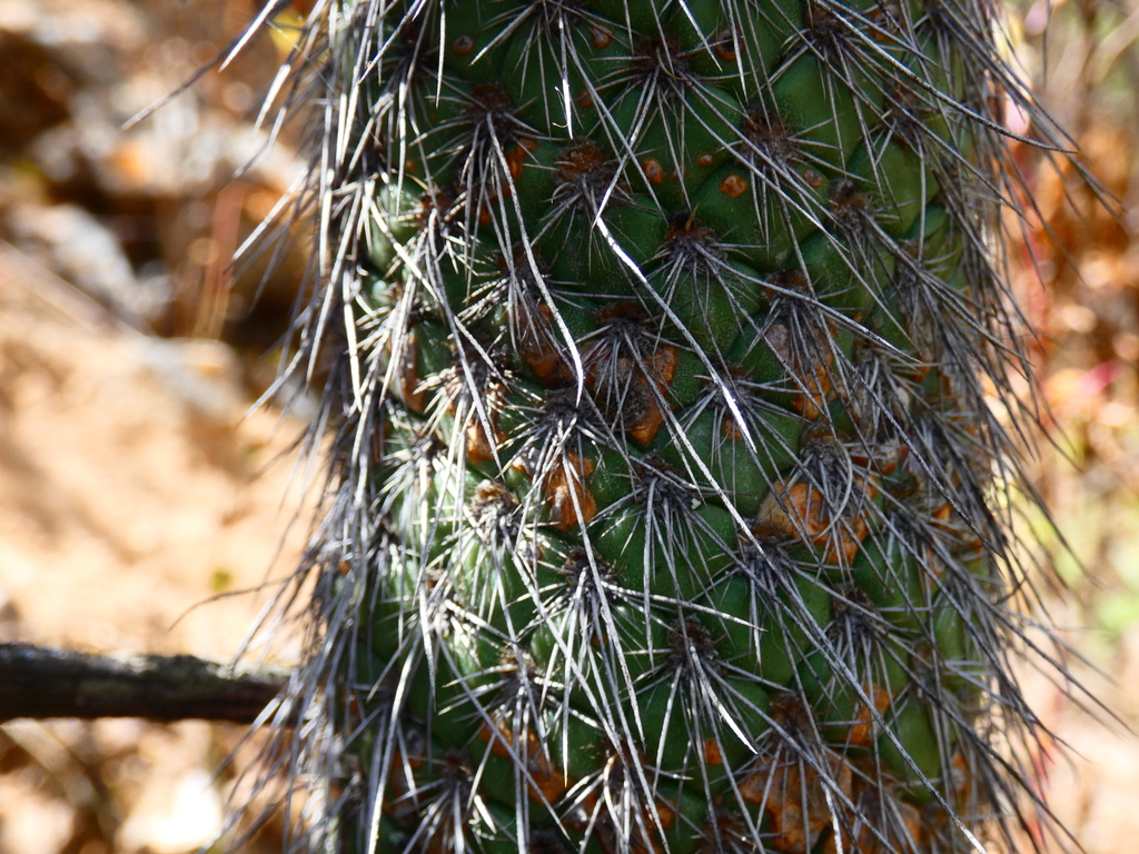 Austrocylindropuntia pachypus; photograph (c) Jean Capcha Ramos, some rights reserved (CC BY)