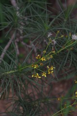 Senecio linifolius