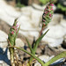 Neostapfia colusana - Photo (c) ozoneretired, μερικά δικαιώματα διατηρούνται (CC BY-NC-SA)