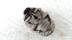 Gymnetis litigiosa