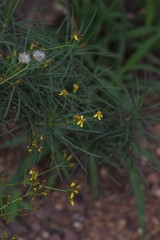 Senecio linifolius