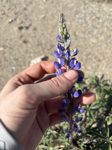 Desert Lupine
