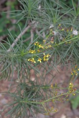 Senecio linifolius