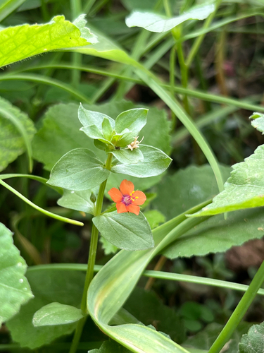 scarlet pimpernel