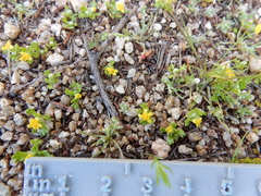 Eriophyllum multicaule