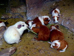 Cavia porcellus