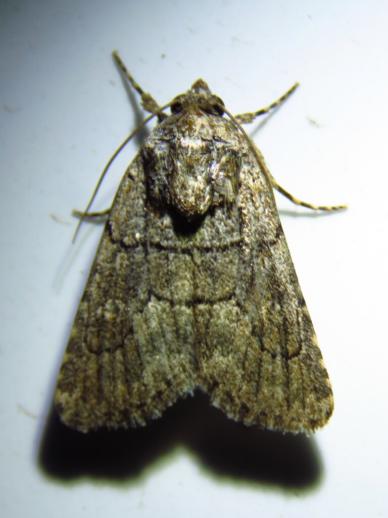 Sympistis induta