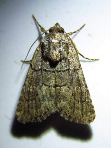 Sympistis induta